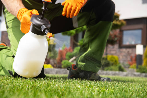 Wasp Removal Services in Talent, OR