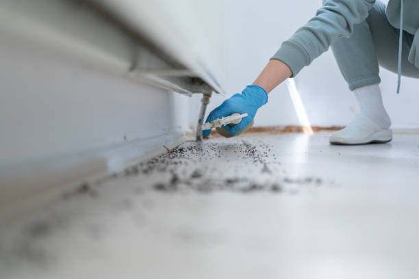 Best Local Pest Control Services  in Talent, OR